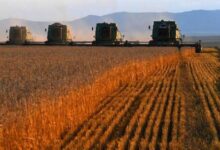 روسيا تعلن ضمان أمنها الغذائي من الحبوب